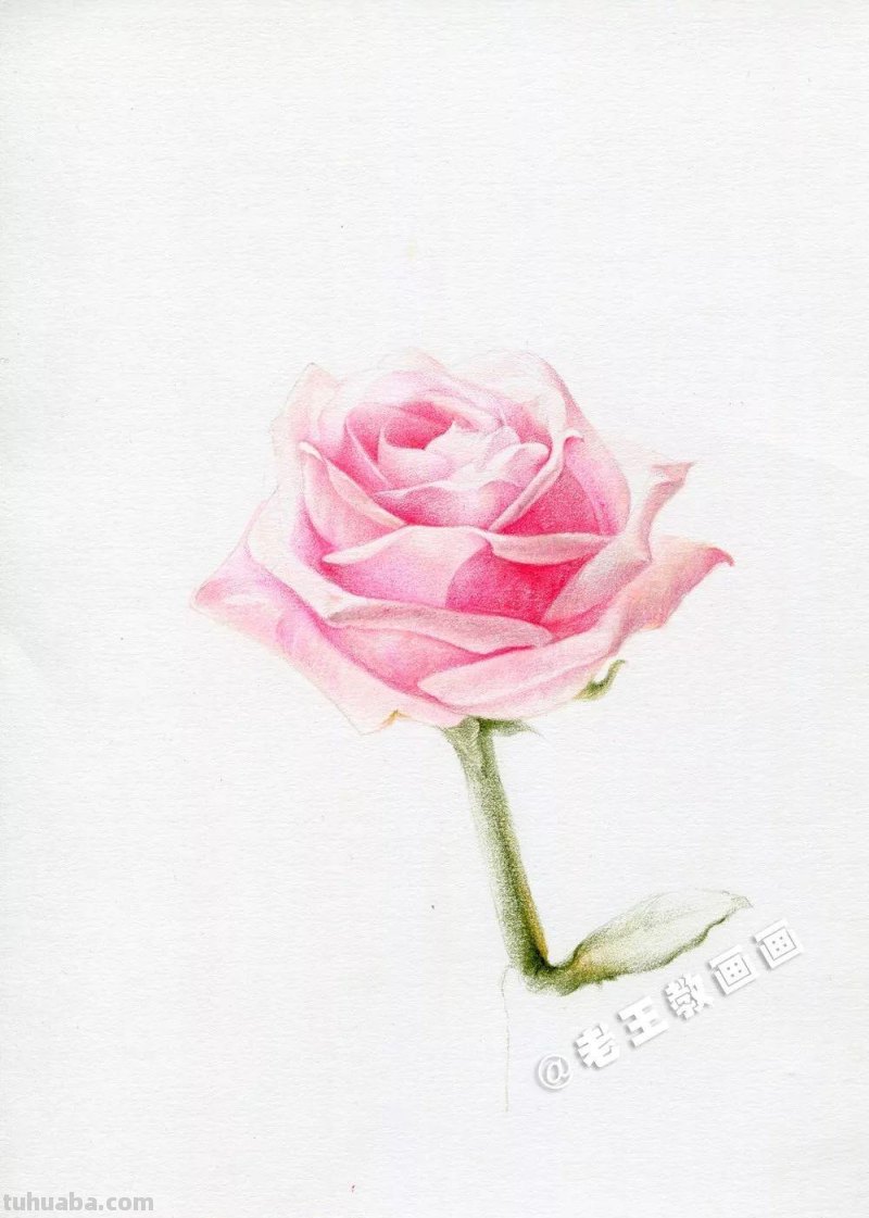 用彩铅画出来的玫瑰花,比真的好看100倍 用彩铅画出来的玫瑰花,比真的好看100倍