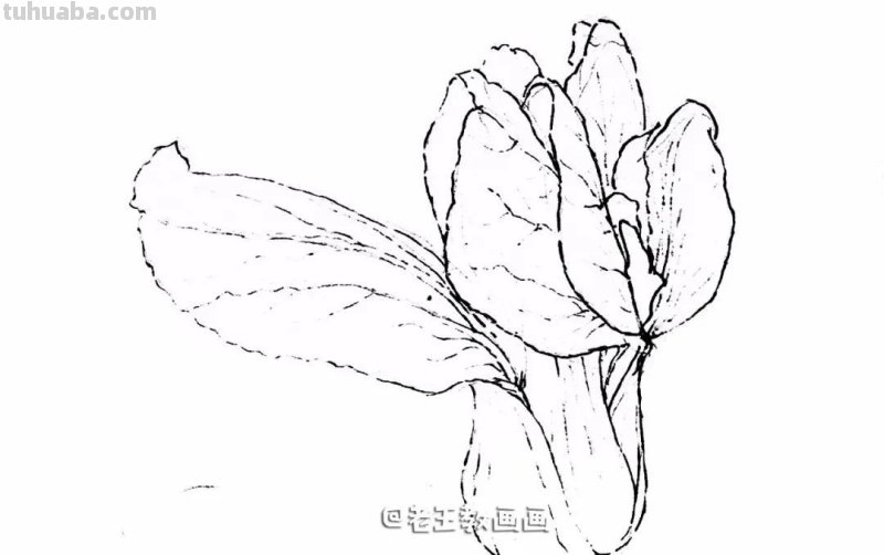 自学画画不用愁,彩铅小教程解您忧 自学画画不用愁,彩铅小教程解您忧