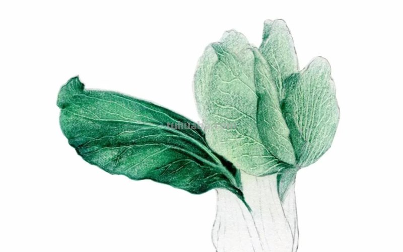 自学画画不用愁,彩铅小教程解您忧 自学画画不用愁,彩铅小教程解您忧