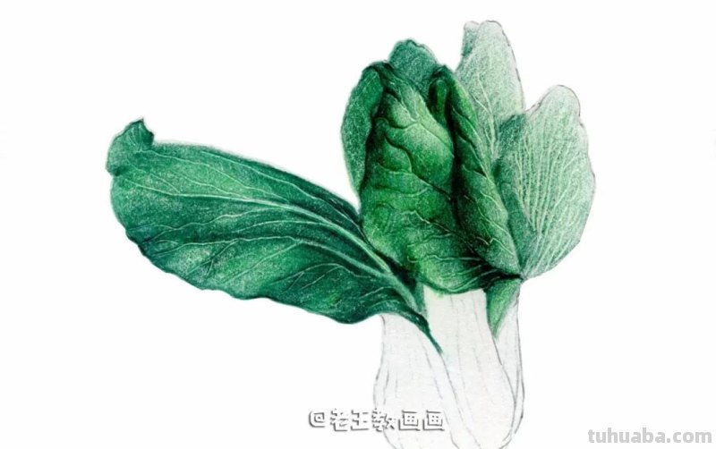 自学画画不用愁,彩铅小教程解您忧 自学画画不用愁,彩铅小教程解您忧