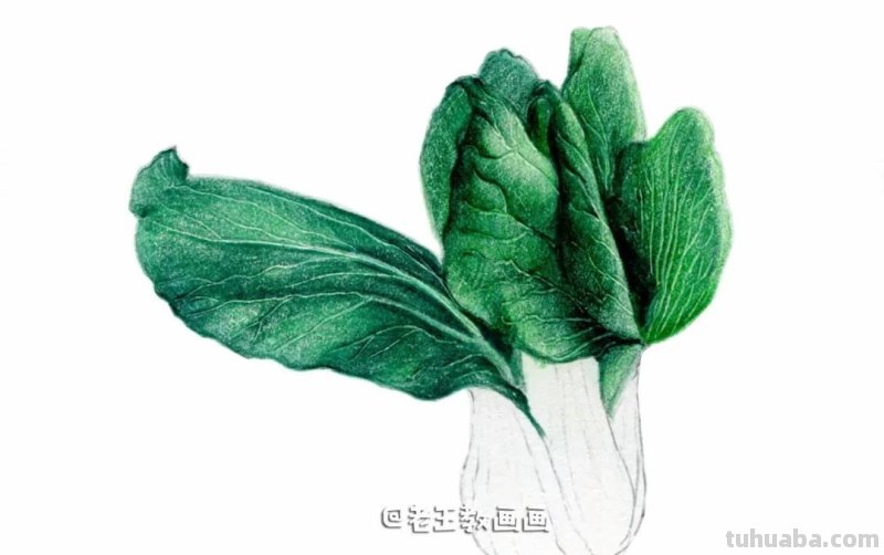 自学画画不用愁,彩铅小教程解您忧 自学画画不用愁,彩铅小教程解您忧