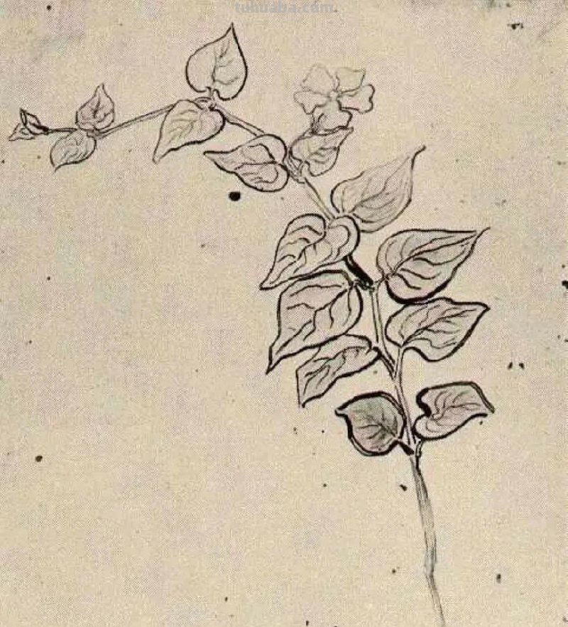 99幅 梵高经典素描，倾心整理