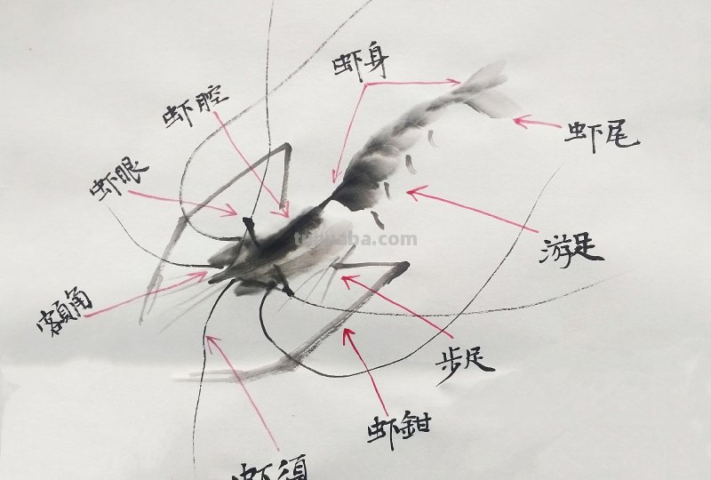 虾怎么画简笔画图画(虾怎么画简笔画图画大全) 虾怎么画简笔画图画(虾怎么画简笔画图画大全)