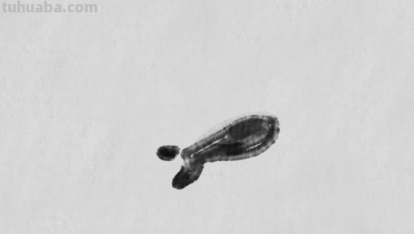虾怎么画简笔画图画(虾怎么画简笔画图画大全) 虾怎么画简笔画图画(虾怎么画简笔画图画大全)