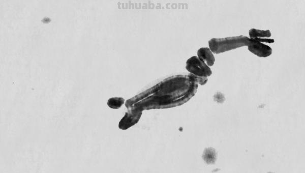 虾怎么画简笔画图画(虾怎么画简笔画图画大全) 虾怎么画简笔画图画(虾怎么画简笔画图画大全)