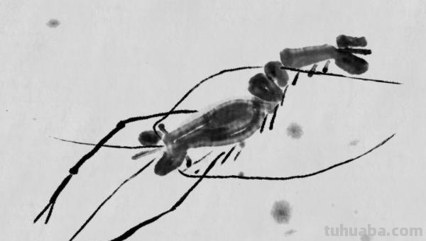 虾怎么画简笔画图画(虾怎么画简笔画图画大全) 虾怎么画简笔画图画(虾怎么画简笔画图画大全)