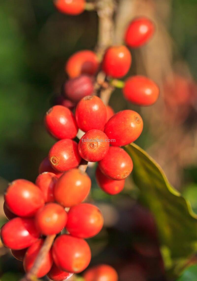 在家烘焙咖啡豆，DIY各种口味，调制咖啡的乐趣你根本想不到！