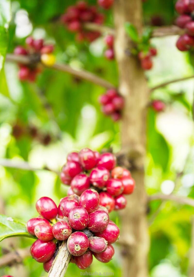 在家烘焙咖啡豆，DIY各种口味，调制咖啡的乐趣你根本想不到！