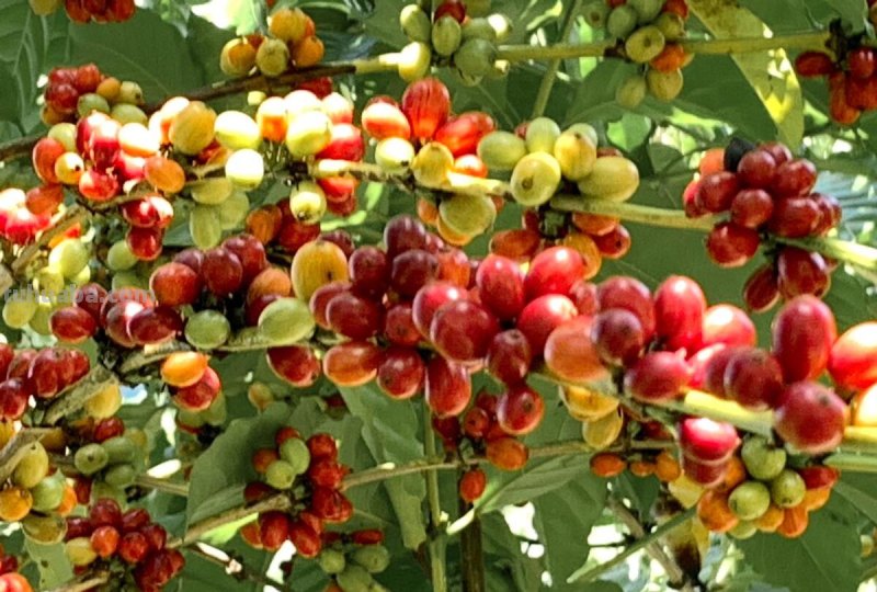 在家烘焙咖啡豆，DIY各种口味，调制咖啡的乐趣你根本想不到！