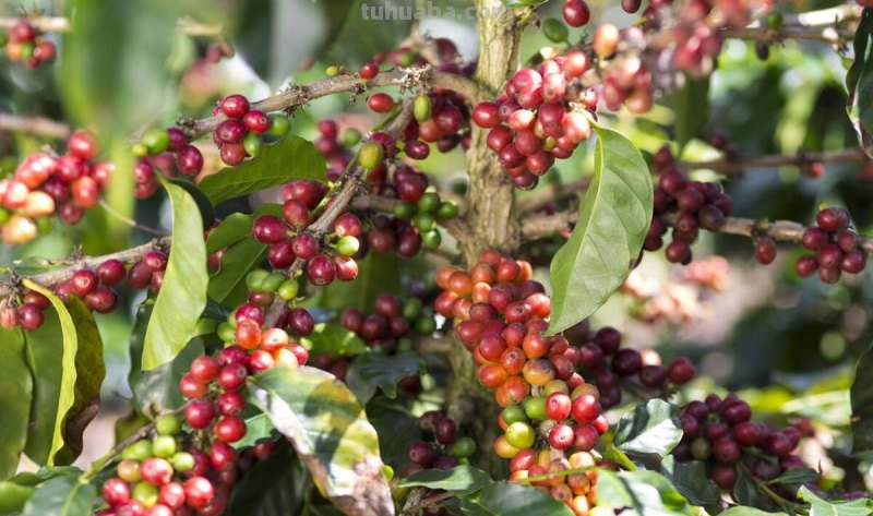 在家烘焙咖啡豆，DIY各种口味，调制咖啡的乐趣你根本想不到！