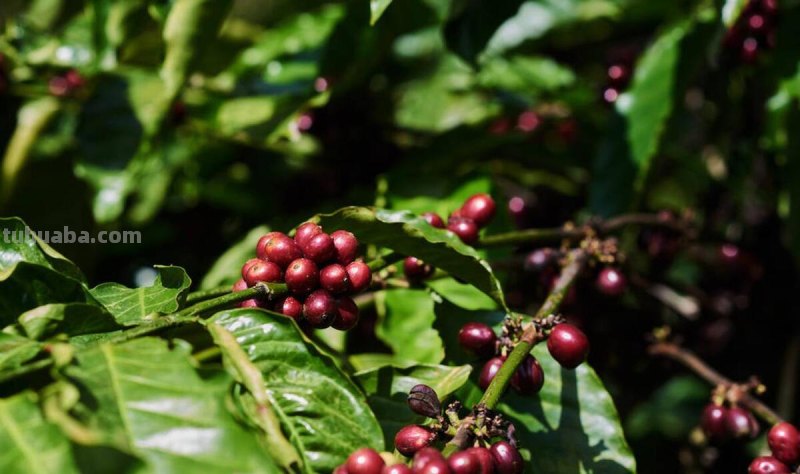 在家烘焙咖啡豆，DIY各种口味，调制咖啡的乐趣你根本想不到！