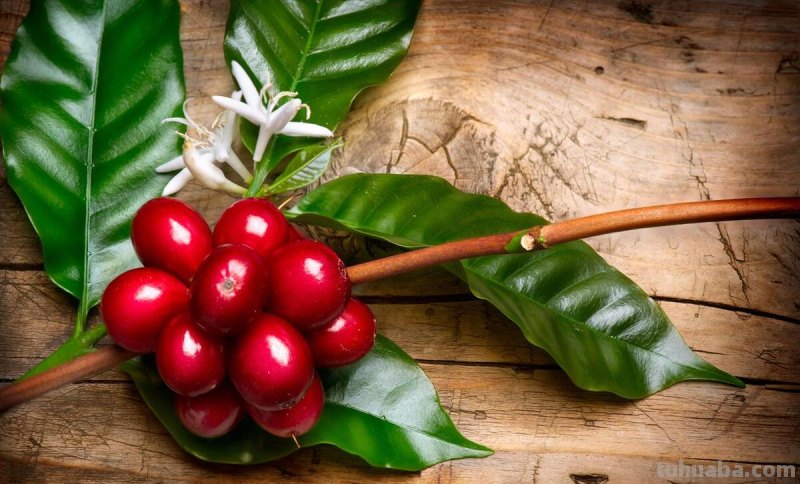 在家烘焙咖啡豆，DIY各种口味，调制咖啡的乐趣你根本想不到！