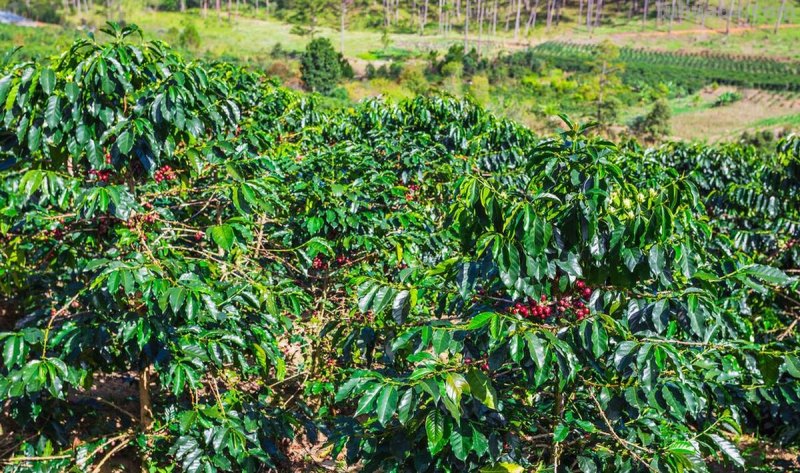 在家烘焙咖啡豆，DIY各种口味，调制咖啡的乐趣你根本想不到！