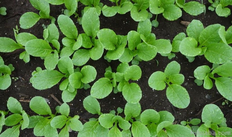 家庭种植蔬菜，只要掌握四个小窍门，出苗又齐又壮，长势旺盛