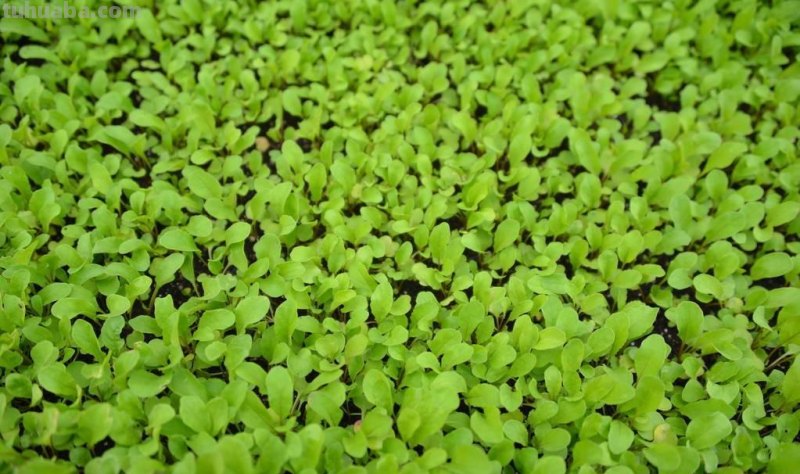 家庭种植蔬菜，只要掌握四个小窍门，出苗又齐又壮，长势旺盛