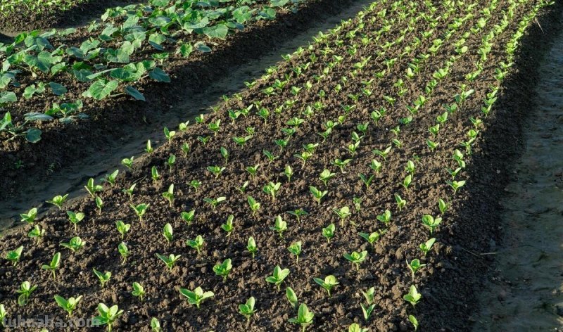 家庭种植蔬菜，只要掌握四个小窍门，出苗又齐又壮，长势旺盛