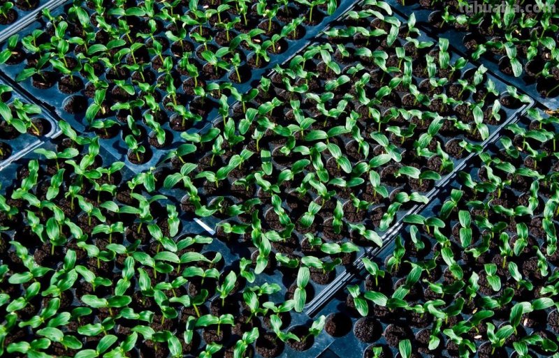 家庭种植蔬菜，只要掌握四个小窍门，出苗又齐又壮，长势旺盛