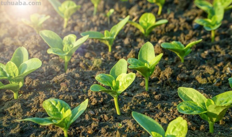 家庭种植蔬菜，只要掌握四个小窍门，出苗又齐又壮，长势旺盛
