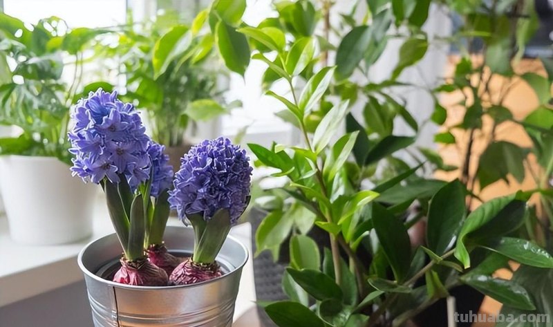 五种易于种植的室内花卉，让你的家变成花园