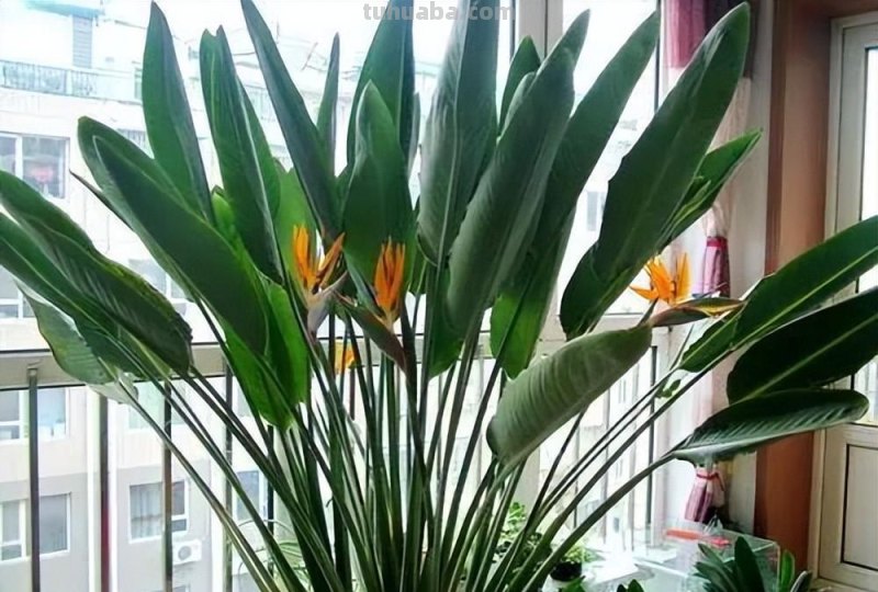 五种易于种植的室内花卉，让你的家变成花园