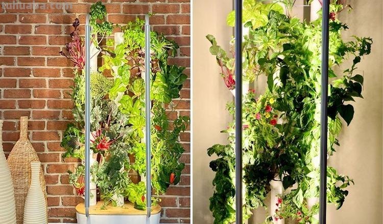 五种易于种植的室内花卉，让你的家变成花园