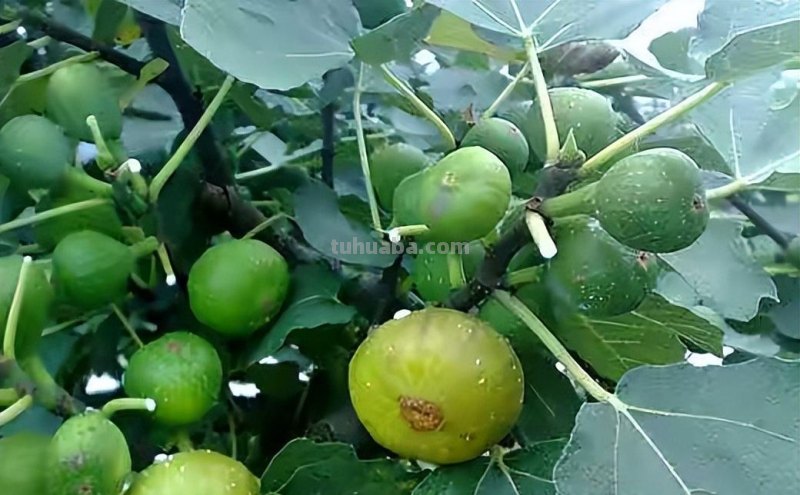 适合家庭栽种的“4种果树”，皮实好养挂果多，果子漂亮美味喜庆