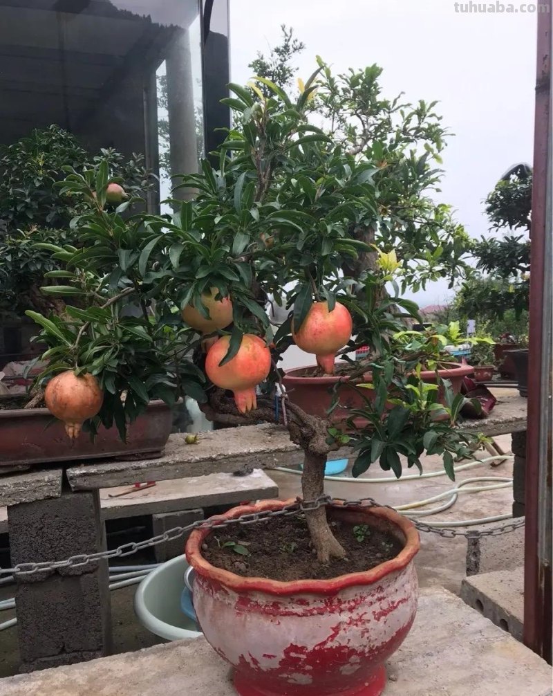 适合家庭栽种的“4种果树”，皮实好养挂果多，果子漂亮美味喜庆