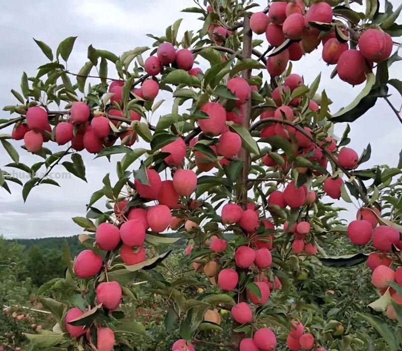 适合家庭栽种的“4种果树”，皮实好养挂果多，果子漂亮美味喜庆