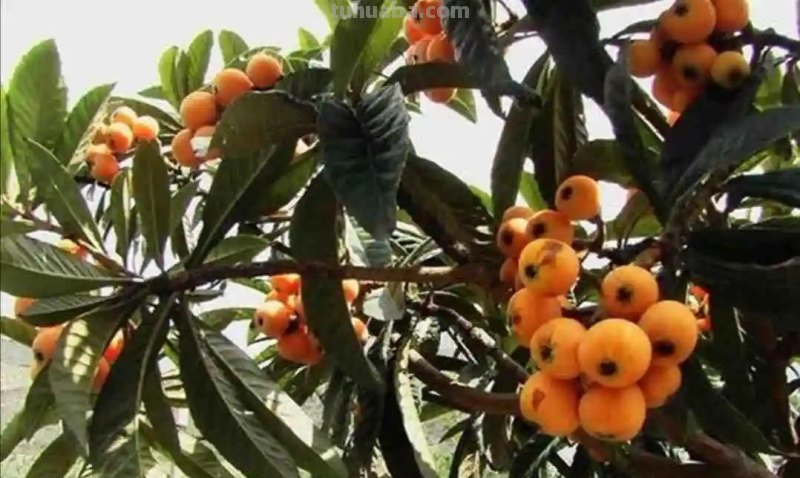 适合家庭栽种的“4种果树”，皮实好养挂果多，果子漂亮美味喜庆