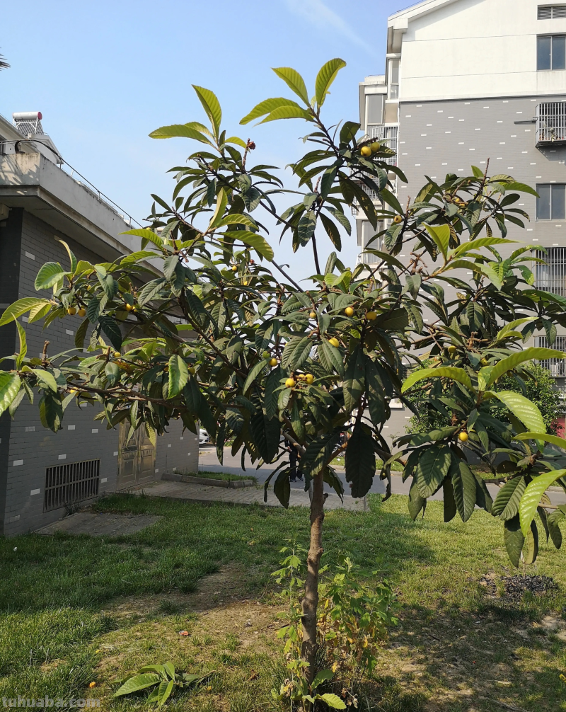 适合家庭栽种的“4种果树”，皮实好养挂果多，果子漂亮美味喜庆