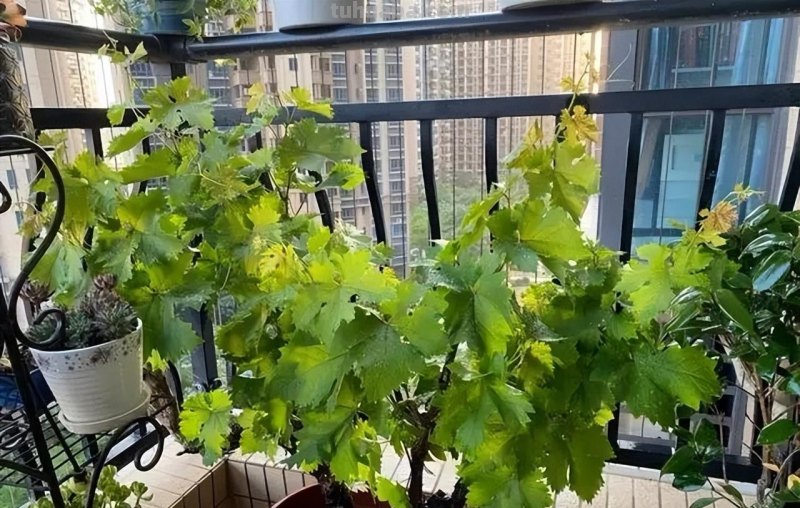 适合家庭栽种的“4种果树”，皮实好养挂果多，果子漂亮美味喜庆