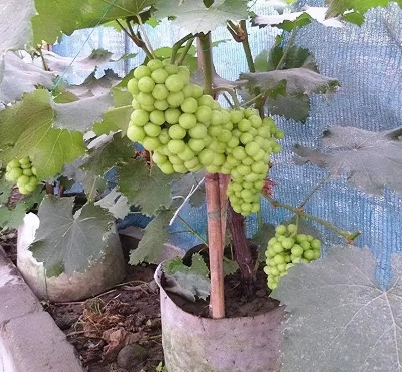 适合家庭栽种的“4种果树”，皮实好养挂果多，果子漂亮美味喜庆