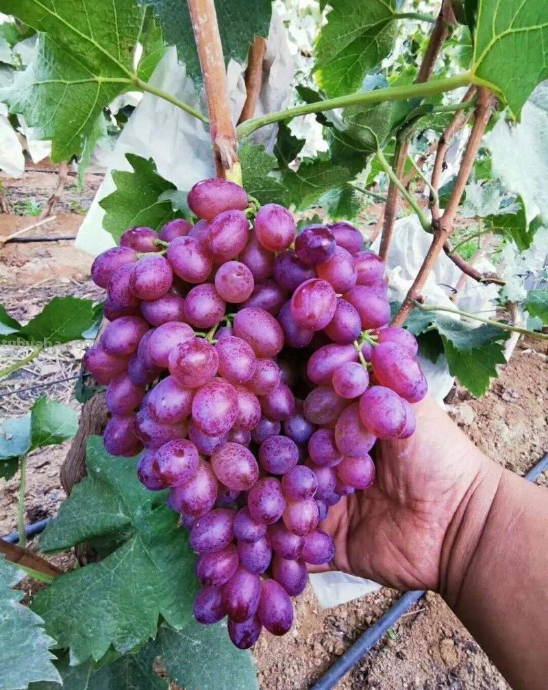 适合家庭栽种的“4种果树”，皮实好养挂果多，果子漂亮美味喜庆