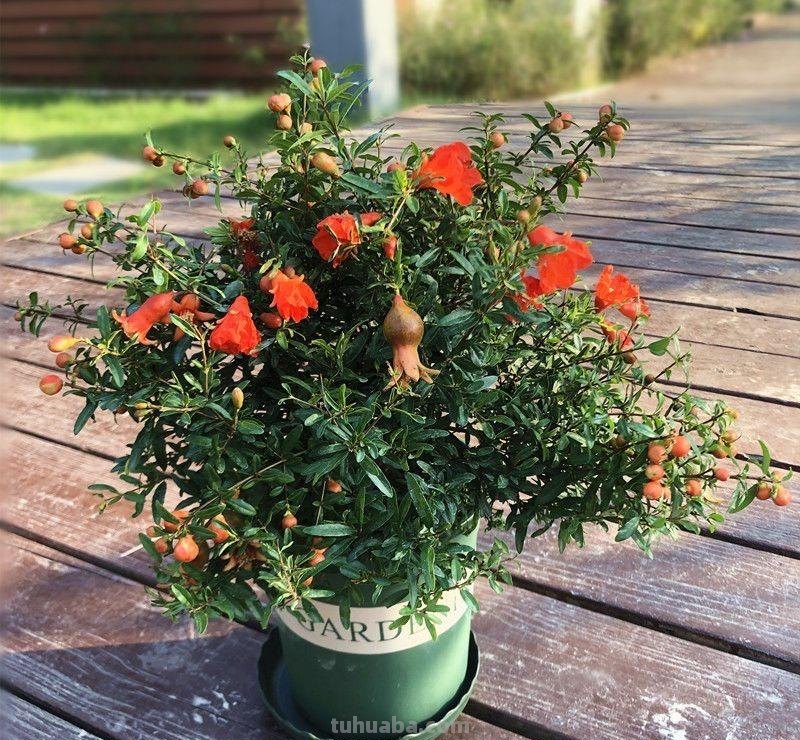 适合家庭栽种的“4种果树”，皮实好养挂果多，果子漂亮美味喜庆