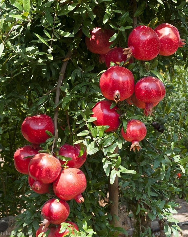 适合家庭栽种的“4种果树”，皮实好养挂果多，果子漂亮美味喜庆