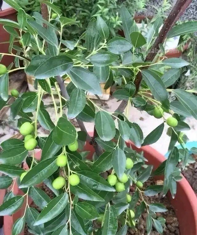 适合家庭栽种的“4种果树”，皮实好养挂果多，果子漂亮美味喜庆