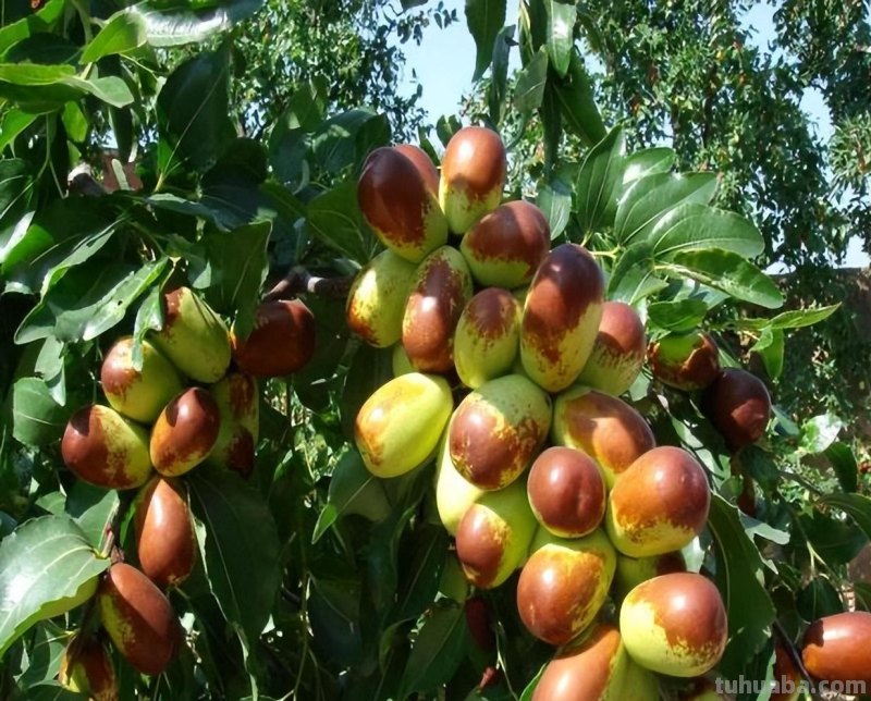 适合家庭栽种的“4种果树”，皮实好养挂果多，果子漂亮美味喜庆