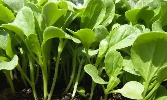 六种在家就可以种的菜，阳台种几盆，漂亮好吃有营养