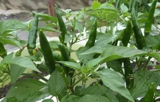 六种在家就可以种的菜，阳台种几盆，漂亮好吃有营养