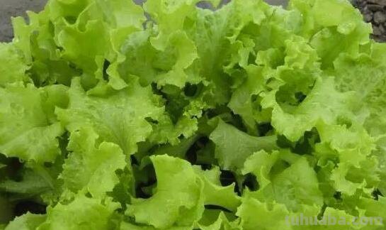 六种在家就可以种的菜，阳台种几盆，漂亮好吃有营养