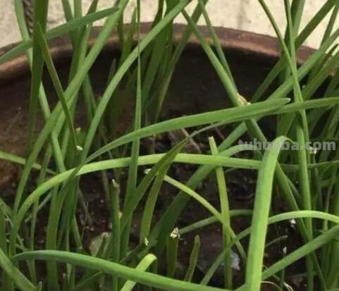 六种在家就可以种的菜，阳台种几盆，漂亮好吃有营养