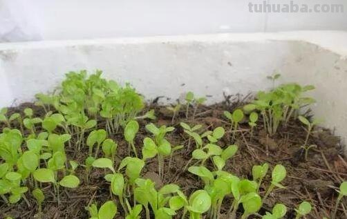 六种在家就可以种的菜，阳台种几盆，漂亮好吃有营养