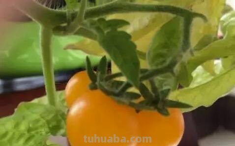 六种在家就可以种的菜，阳台种几盆，漂亮好吃有营养