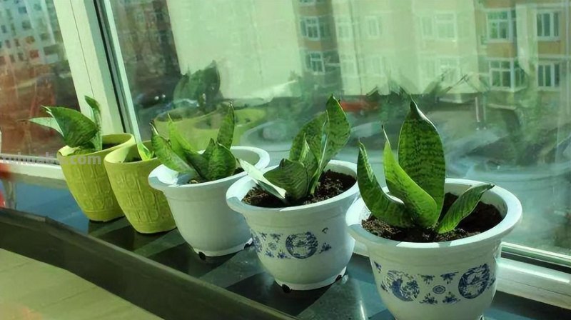 室内花卉种植指南：美化家居，净化空气