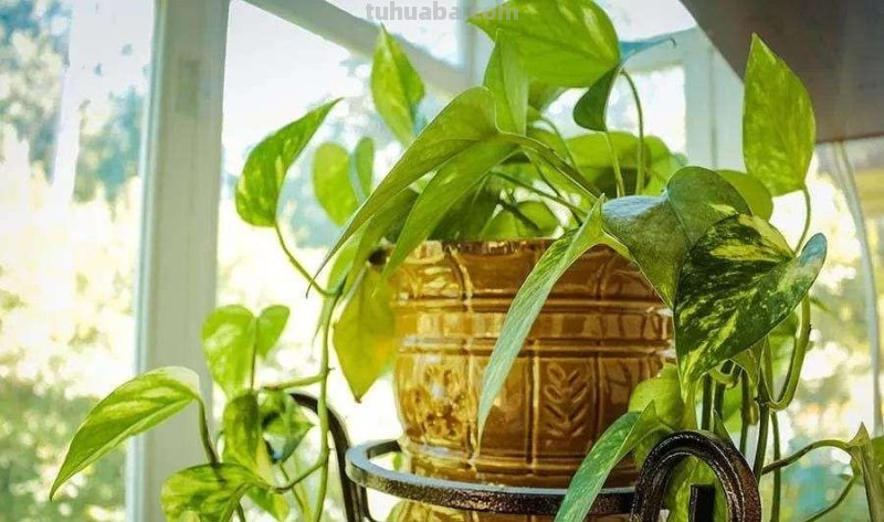 室内花卉种植指南：美化家居，净化空气