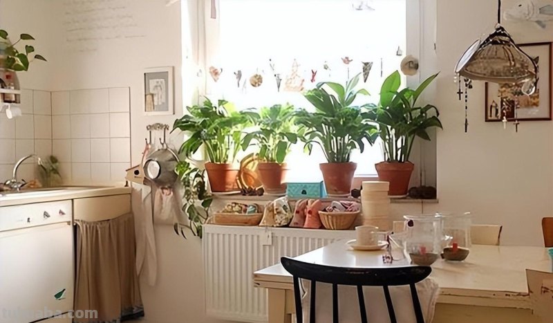 室内花卉种植指南：美化家居，净化空气