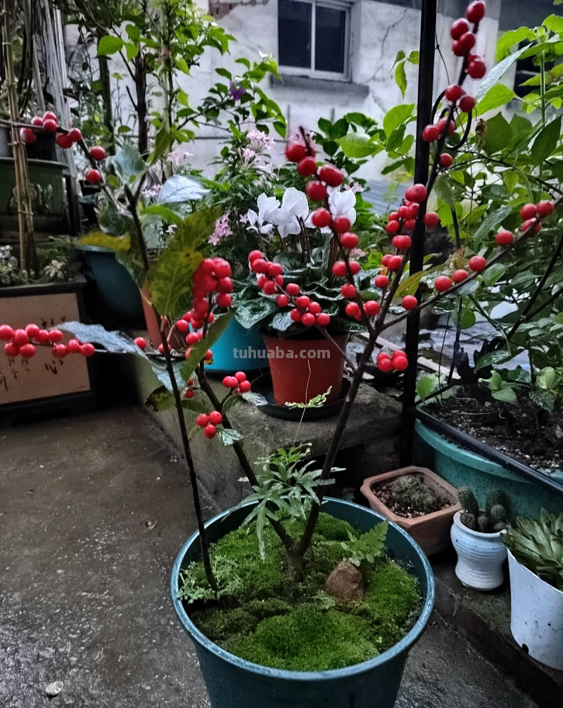 家里养5种“旺宅花”，开花就有好兆头，大气漂亮贵气满满