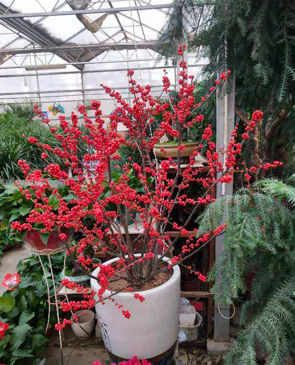 家里养5种“旺宅花”，开花就有好兆头，大气漂亮贵气满满