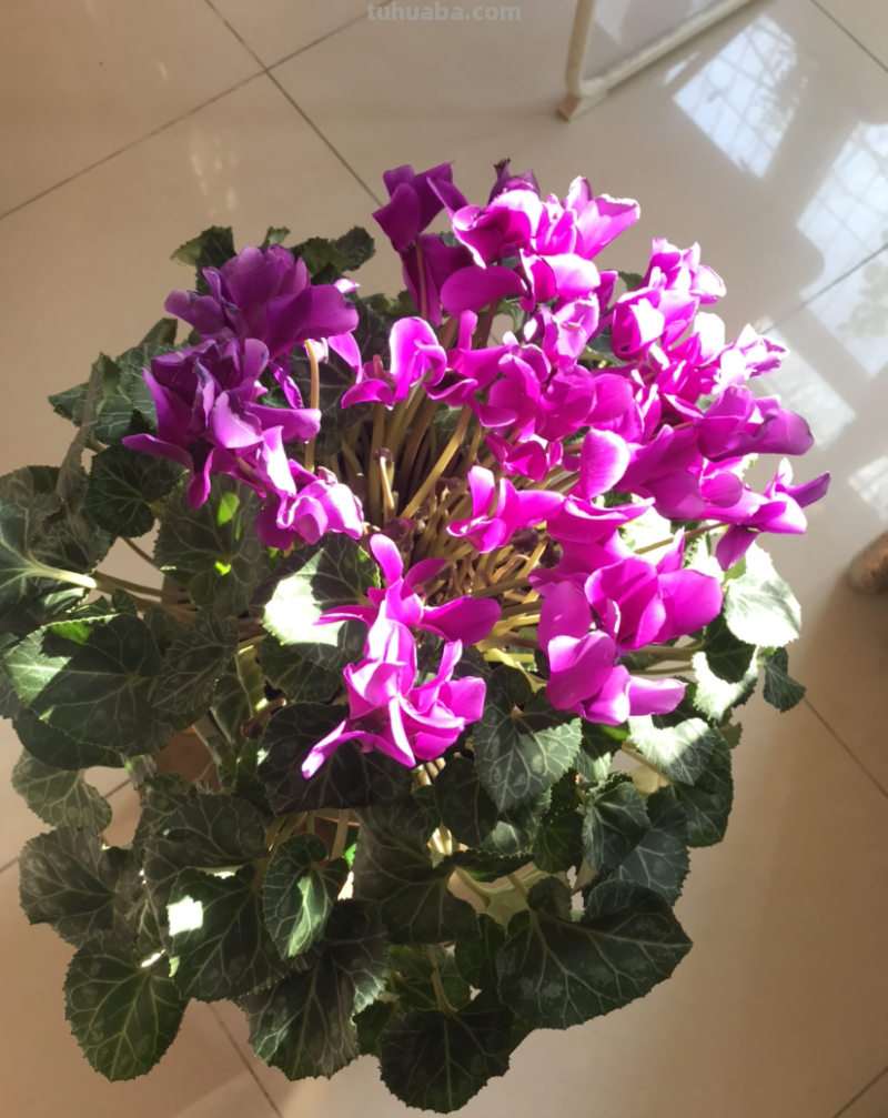 家里养5种“旺宅花”，开花就有好兆头，大气漂亮贵气满满