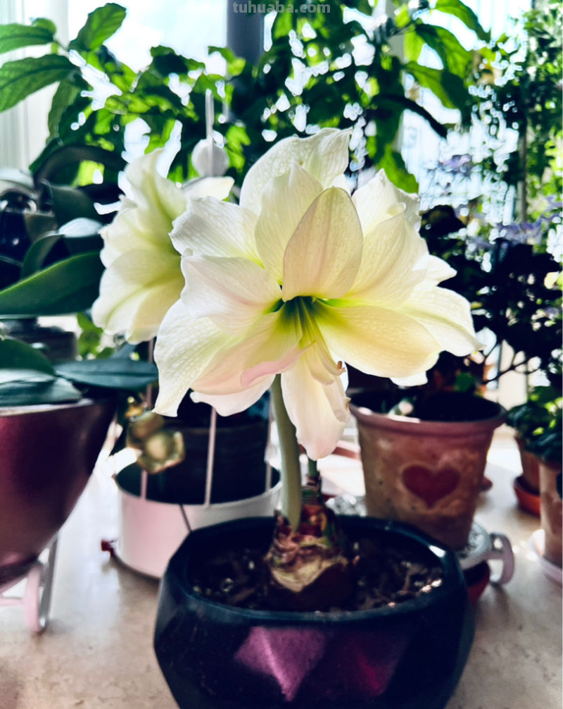 家里养5种“旺宅花”，开花就有好兆头，大气漂亮贵气满满